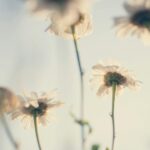 Delicate white daisies captured in soft focus, evoking a peaceful and serene ambiance.